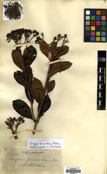 Type specimen at Edinburgh (E). Elmer, Adolph: 11280. Barcode: E00504477.