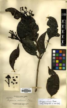 Type specimen at Edinburgh (E). Elmer, Adolph: 12869. Barcode: E00504481.