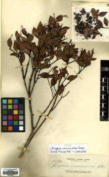 Type specimen at Edinburgh (E). Elmer, Adolph: 13760. Barcode: E00504484.