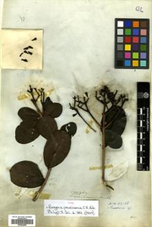 Type specimen at Edinburgh (E). Cuming, Hugh: 1186. Barcode: E00504488.