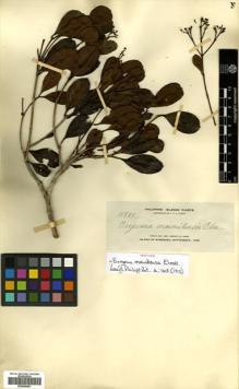 Type specimen at Edinburgh (E). Elmer, Adolph: 11821. Barcode: E00504491.