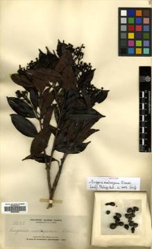 Type specimen at Edinburgh (E). Elmer, Adolph: 11838. Barcode: E00504492.