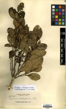 Type specimen at Edinburgh (E). Elmer, Adolph: 12743. Barcode: E00504495.