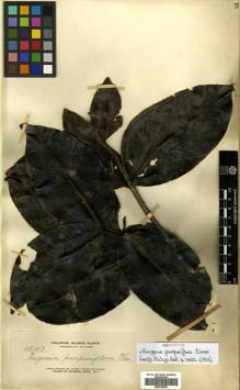 Type specimen at Edinburgh (E). Elmer, Adolph: 13117. Barcode: E00504502.