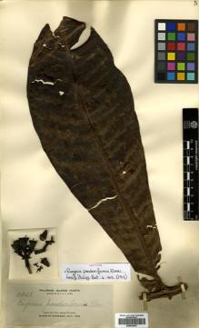 Type specimen at Edinburgh (E). Elmer, Adolph: 11246. Barcode: E00504503.