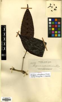 Type specimen at Edinburgh (E). Elmer, Adolph: 13784. Barcode: E00504504.