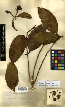 Type specimen at Edinburgh (E). Elmer, Adolph: 11702. Barcode: E00504507.