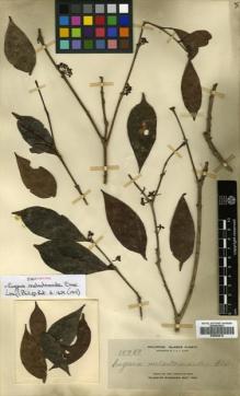 Type specimen at Edinburgh (E). Elmer, Adolph: 10750. Barcode: E00504512.