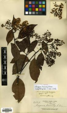 Type specimen at Edinburgh (E). Elmer, Adolph: 13865. Barcode: E00504515.