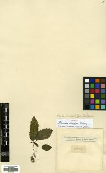 Type specimen at Edinburgh (E). Smith, Herbert: 2506. Barcode: E00504516.