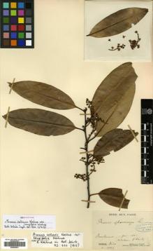 Type specimen at Edinburgh (E). Glaziou, Auguste: 15945. Barcode: E00504521.