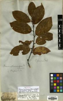 Type specimen at Edinburgh (E). Gardner, George: 3709. Barcode: E00504526.
