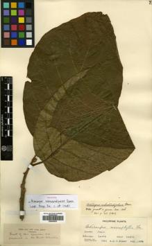 Type specimen at Edinburgh (E). Elmer, Adolph: 7265. Barcode: E00504529.
