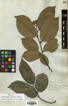 Type specimen at Edinburgh (E). Cuming, Hugh: 1081. Barcode: E00504534.