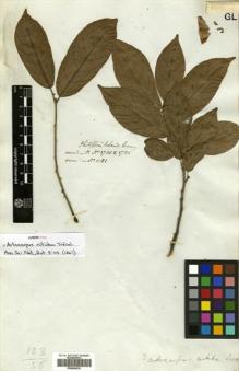 Type specimen at Edinburgh (E). Cuming, Hugh: 1081. Barcode: E00504535.