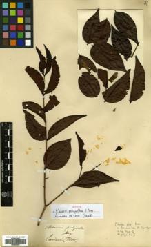 Type specimen at Edinburgh (E). Focke, Hendrick: 639. Barcode: E00504536.