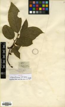 Type specimen at Edinburgh (E). Triana, Jose: 870. Barcode: E00504540.