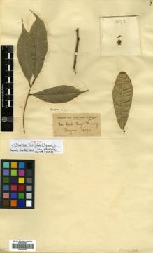 Type specimen at Edinburgh (E). Glaziou, Auguste: 12172. Barcode: E00504547.