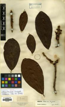 Type specimen at Edinburgh (E). Triana, Jose: 844. Barcode: E00504548.