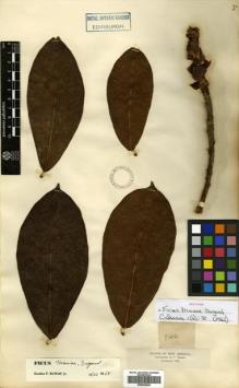 Type specimen at Edinburgh (E). Triana, Jose: 844. Barcode: E00504549.