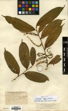 Type specimen at Edinburgh (E). Hayes, Sutton: 682. Barcode: E00504550.