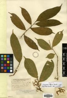 Type specimen at Edinburgh (E). Hayes, Sutton: 682. Barcode: E00504552.