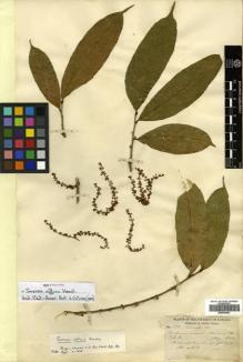 Type specimen at Edinburgh (E). Hayes, Sutton: 682. Barcode: E00504553.