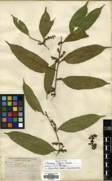 Type specimen at Edinburgh (E). Hayes, Sutton: 684. Barcode: E00504556.