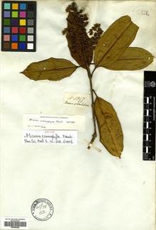 Type specimen at Edinburgh (E). Mathews, Andrew: 1297. Barcode: E00504562.