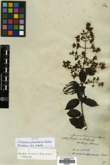 Type specimen at Edinburgh (E). Hartweg, Karl: 1012. Barcode: E00504577.
