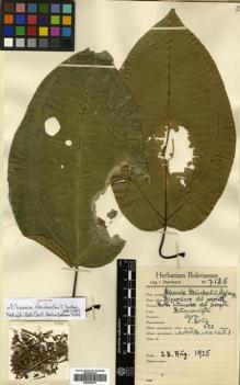 Type specimen at Edinburgh (E). Steinbach, José: 7186. Barcode: E00504579.