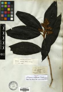 Type specimen at Edinburgh (E). Mathews, Andrew: 1299. Barcode: E00504580.