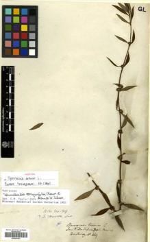 Type specimen at Edinburgh (E). Hartweg, Karl: 469. Barcode: E00504583.