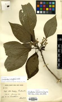 Type specimen at Edinburgh (E). von Türckheim, Hans: II2096. Barcode: E00504585.