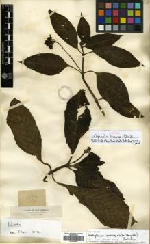 Type specimen at Edinburgh (E). Triana, Jose: 1677. Barcode: E00504598.