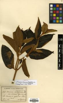 Type specimen at Edinburgh (E). Sintenis, Paul: 5969. Barcode: E00504602.