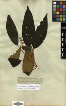 Type specimen at Edinburgh (E). Spruce, Richard: 3314. Barcode: E00504603.