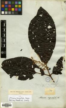 Type specimen at Edinburgh (E). Hostman, Friedrich: 1177. Barcode: E00504605.