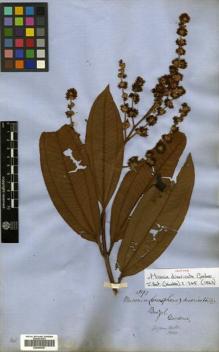 Type specimen at Edinburgh (E). Gardner, George: 391. Barcode: E00504607.