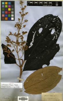 Type specimen at Edinburgh (E). Spruce, Richard: . Barcode: E00504608.