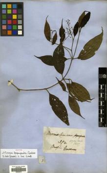 Type specimen at Edinburgh (E). Gardner, George: 394. Barcode: E00504610.