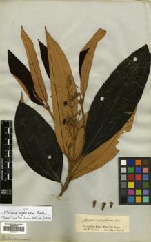Type specimen at Edinburgh (E). Spruce, Richard: . Barcode: E00504611.