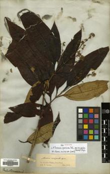 Type specimen at Edinburgh (E). Spruce, Richard: . Barcode: E00504612.