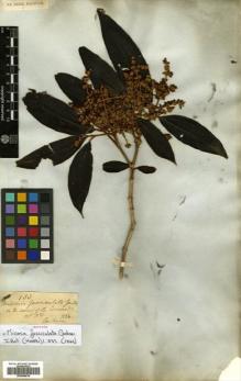 Type specimen at Edinburgh (E). Gardner, George: 183. Barcode: E00504614.