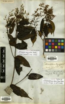 Type specimen at Edinburgh (E). Schomburgk, Robert: 507. Barcode: E00504616.