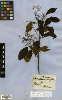 Type specimen at Edinburgh (E). Gardner, George: 401. Barcode: E00504618.