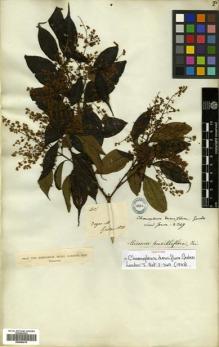 Type specimen at Edinburgh (E). Gardner, George: 401. Barcode: E00504619.