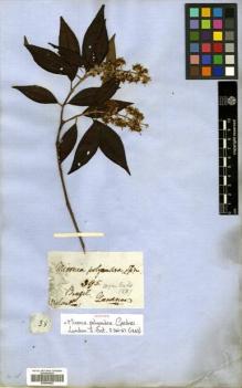 Type specimen at Edinburgh (E). Gardner, George: 395. Barcode: E00504622.