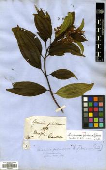 Type specimen at Edinburgh (E). Gardner, George: 396. Barcode: E00504625.