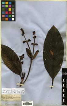 Type specimen at Edinburgh (E). Spruce, Richard: 2342. Barcode: E00504632.